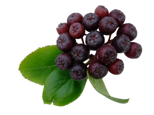 Aroniageist Aroniageist