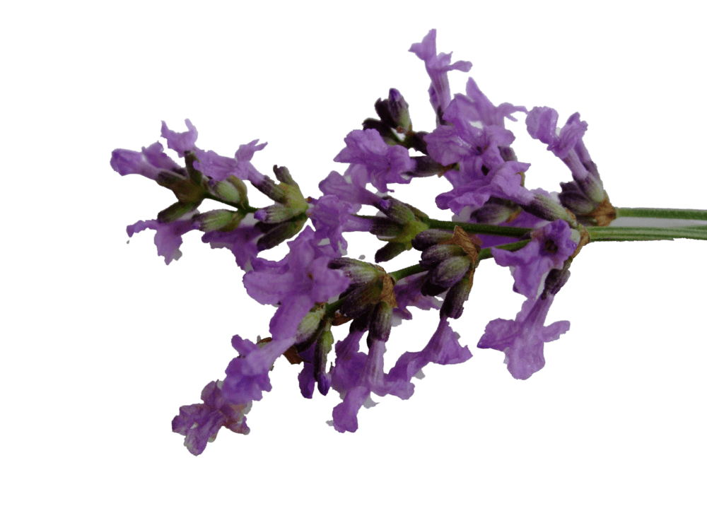 Lavendelsirup 0,25 Liter Lavendelsirup 0,25 Liter