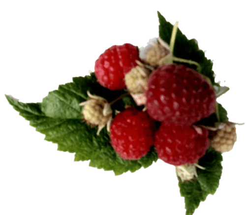 Himbeersirup 0,25 Liter Himbeersirup 0,25 Liter