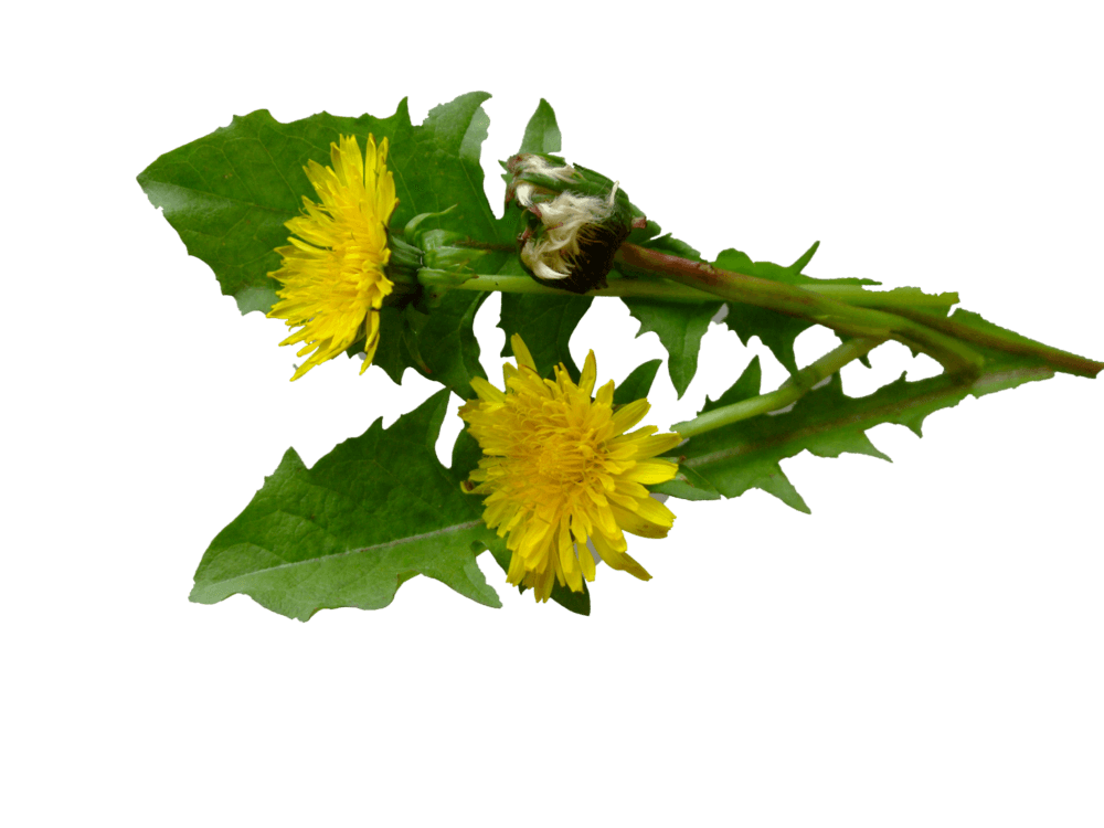 Löwenzahnsirup 0,25 Liter Löwenzahnsirup 0,25 Liter