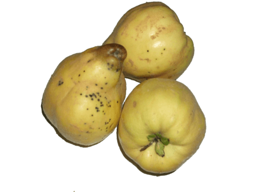 Quittenbrand Quittenbrand