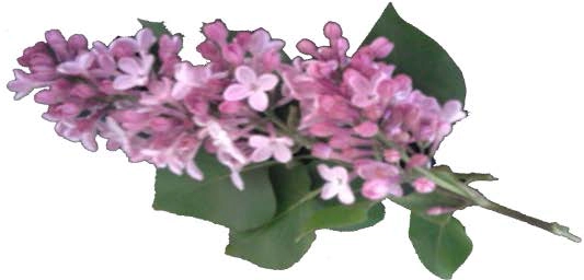 Fliedersirup 0,25 Liter Fliedersirup 0,25 Liter