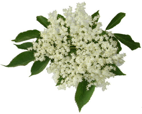 Holunderblütensirup 0,25 Liter Holunderblütensirup 0,25 Liter