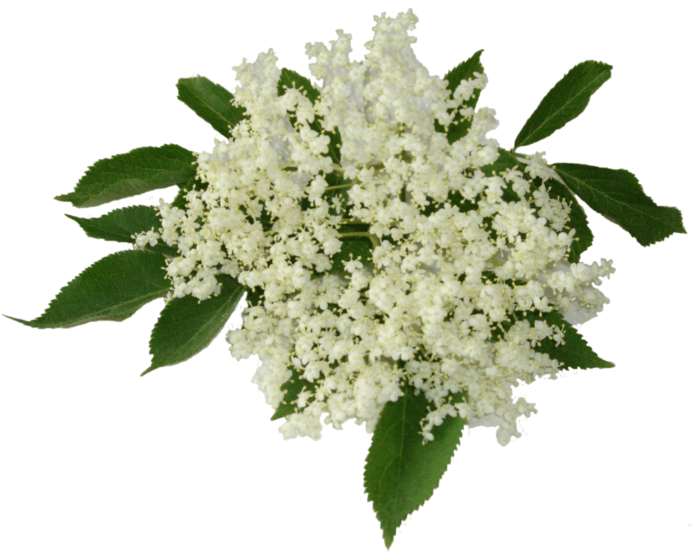 Holunderblüten Shrub 0,25 Liter Holunderblüten Shrub 0,25 Liter