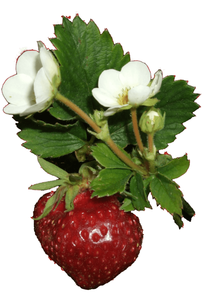 Erdbeersirup 0,25 Liter Erdbeersirup 0,25 Liter