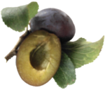 Zwetschgenwasser im Eichenfass gereift Zwetschgenwasser im Eichenfass gereift