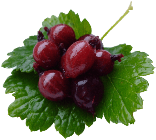 Schwarzer Johannisbeersirup 0,25 Liter Schwarzer Johannisbeersirup 0,25 Liter